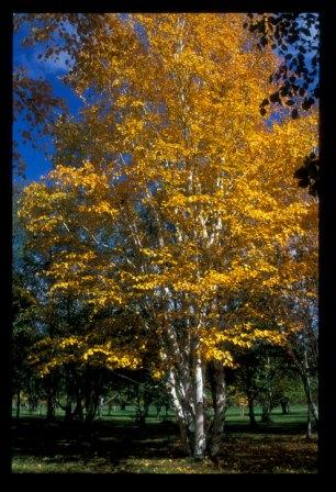 fall_color